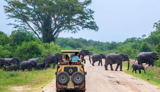 Yala National Park